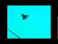 pochette album Black moth