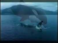 pochette album Whale song