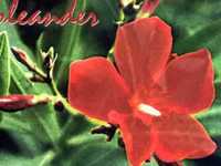 pochette album Half an ass