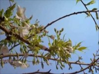 pochette album Ave maria