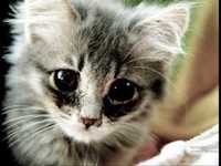 pochette album Crush on everyone