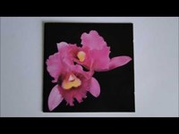 pochette album Forest of october