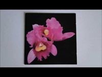 pochette album The apostle in triumph