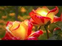 pochette album Thank you