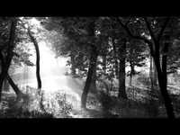 pochette album Les feuilles mortes