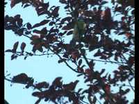 pochette album Colline aux oiseaux