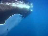 pochette album Whale song