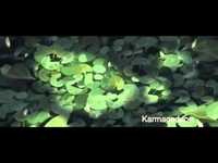 pochette album Karmageddon