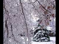 pochette album O holy night