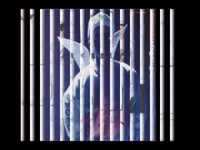 pochette album The patience of a saint