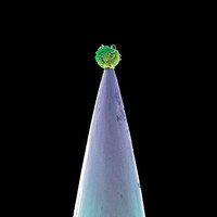 pochette album The nest that sailed the sky