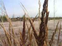 pochette album U.s.a.