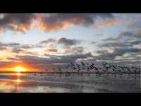 pochette album Like a seagull