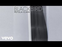 pochette album Blackbird