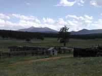 pochette album Shaggy dog