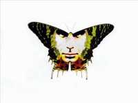 pochette album Istinto