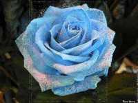 pochette album Mignonne, allons voir si la rose