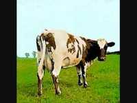 pochette album Atom heart mother
