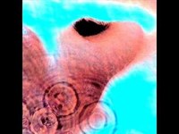 pochette album Echoes