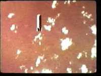 pochette album Tears after the rainbow