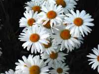 pochette album La quiero así