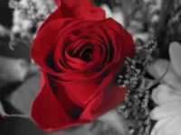 pochette album No te demores