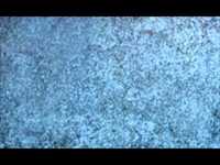 pochette album Frostbite