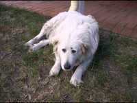 pochette album House of shame