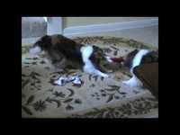 pochette album Sharing song