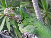 pochette album Taming the iguana