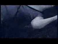 pochette album The collector