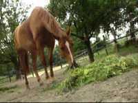 pochette album Whiskey in the jar