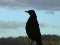 pochette album Honey bear