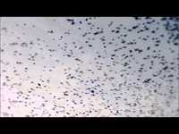 pochette album Morning