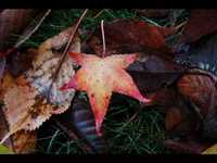 pochette album When november falls