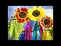 pochette album She's a rainbow