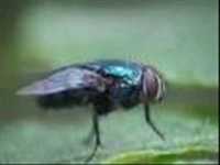 pochette album Lagong og langaw