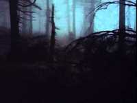 pochette album Salamandra