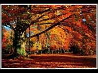 pochette album O spirit tree