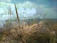 pochette album Somewhere my love