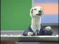 pochette album Greyhound shuffle