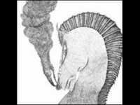 pochette album In crematorium flame