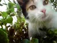 pochette album Safari