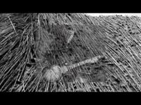 pochette album Black lava