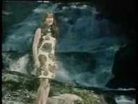 pochette album The olive tree