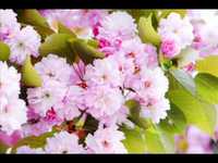 pochette album All my tears