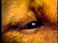 pochette album Look a little closer