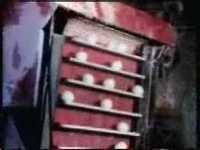 pochette album The chicken or the egg