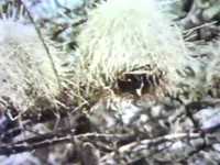 pochette album Weaver bird