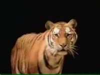 pochette album Who you looking at tiger?